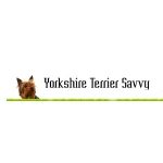 Yorkshire Terrier Savvy